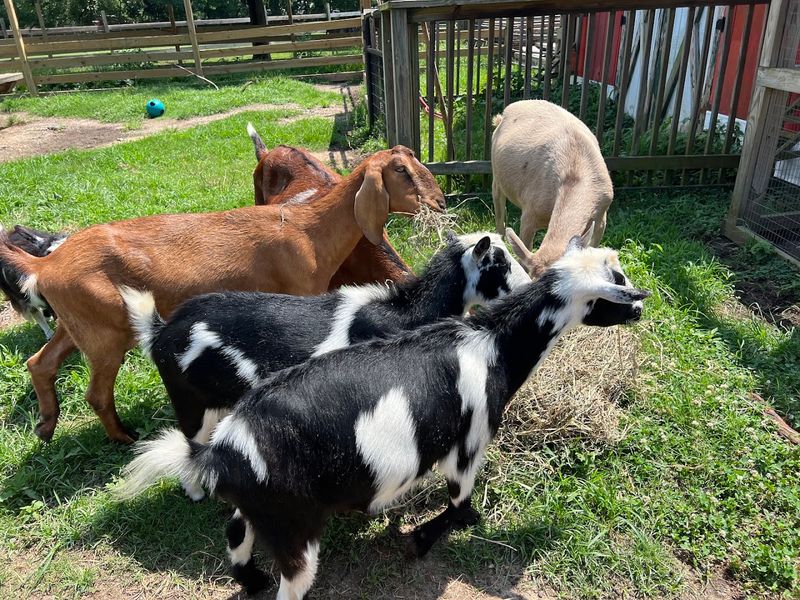 The Animals You Can Actually Meet Up Close
