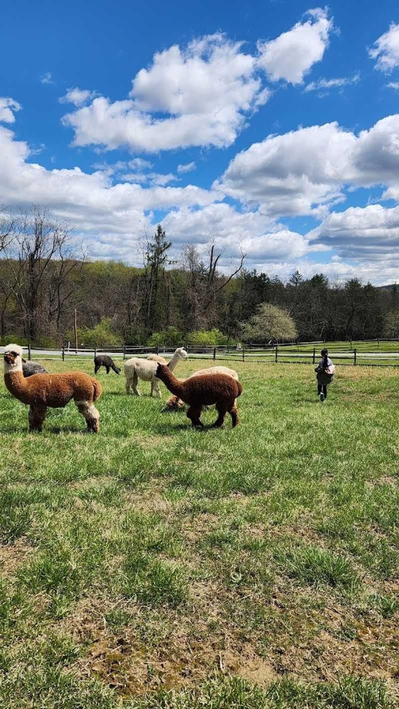 The Annual Shearing Event You Will Want to Mark on Your Calendar The Annual Shearing Event You Will Want to Mark on Your Calendar