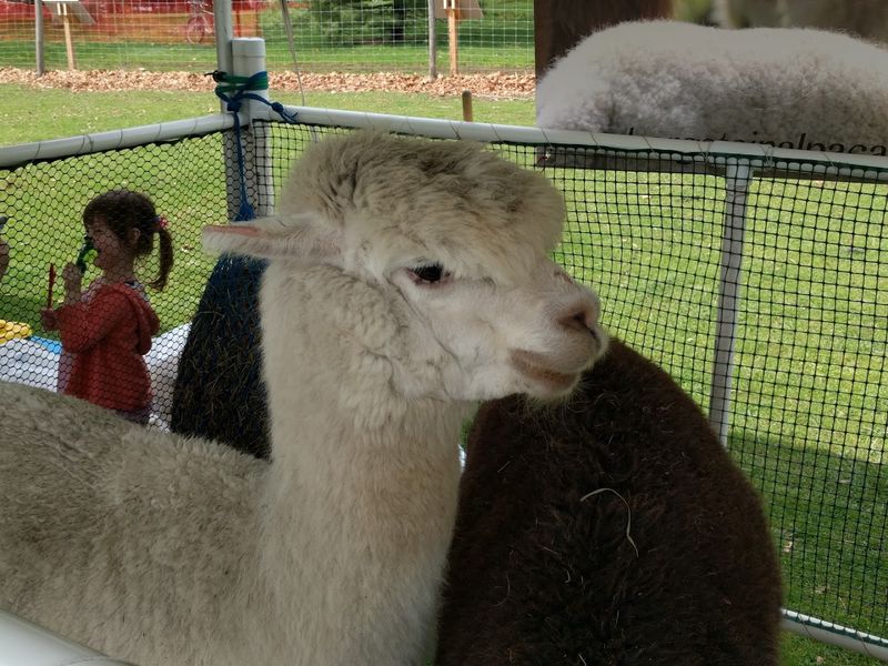 The Annual Sheep Shearing Festival The Annual Sheep Shearing Festival