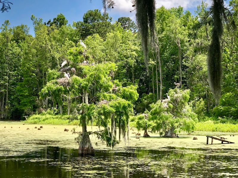 The Audubon Swamp Garden and Its Remarkable Wildlife The Audubon Swamp Garden and Its Remarkable Wildlife