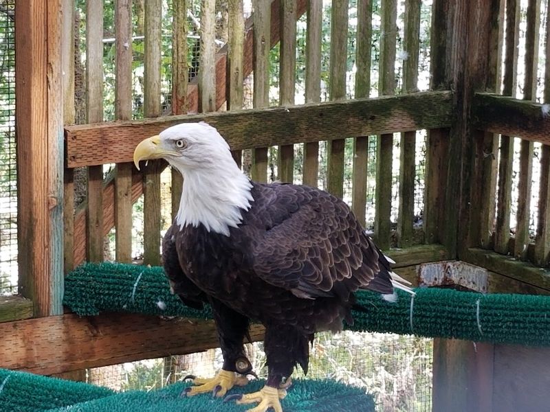 The Bald Eagle That Commands the Space The Bald Eagle That Commands the Space