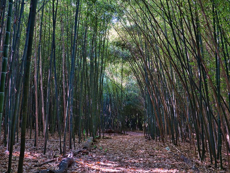 The Bamboo Forest That Steals the Show The Bamboo Forest That Steals the Show