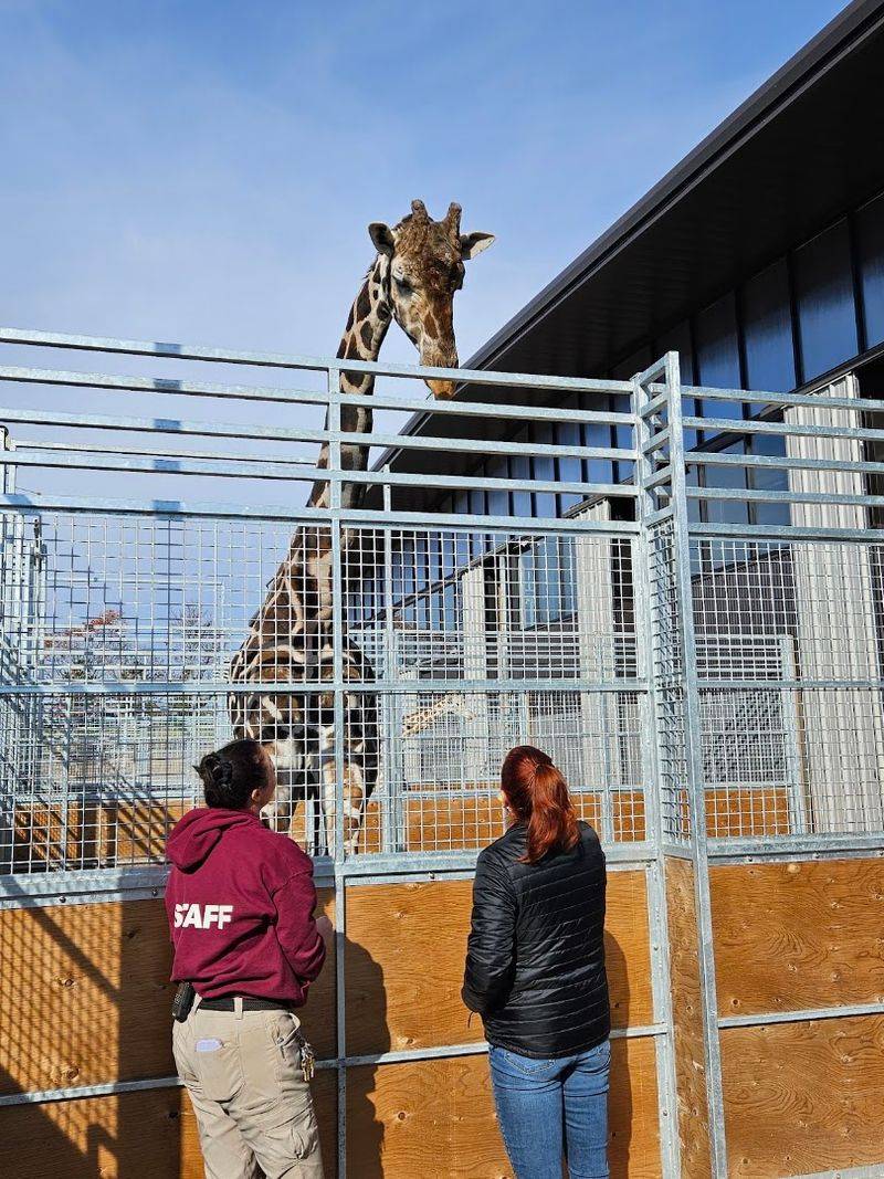The Barn Tour: Behind the Scenes With Giraffes and Rhinos The Barn Tour: Behind the Scenes With Giraffes and Rhinos
