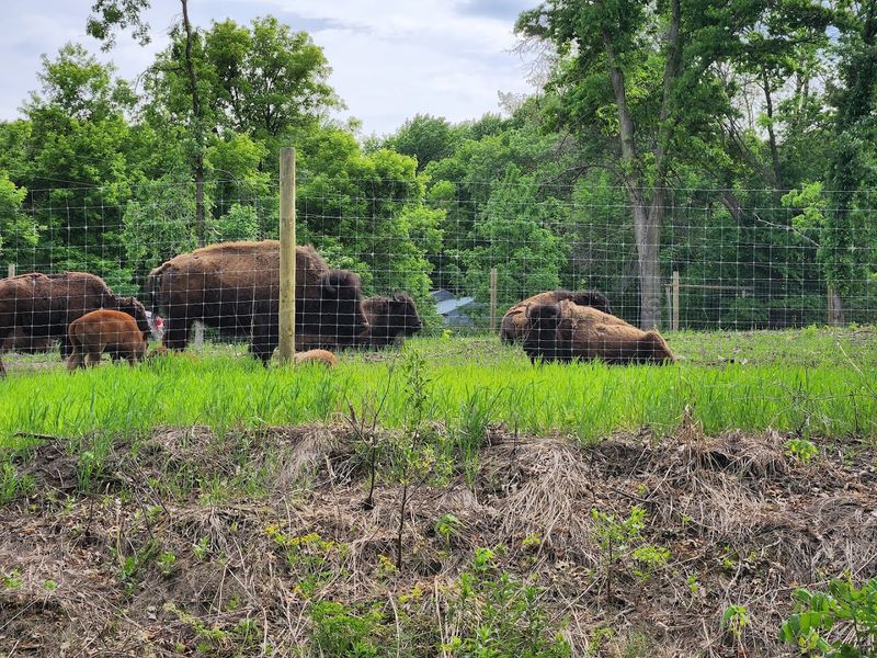 The Bison Herd That Nobody Expects to Find Here The Bison Herd That Nobody Expects to Find Here