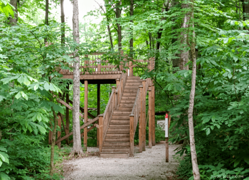 The Boardwalk That Brings You Into the Forest Without Harming It The Boardwalk That Brings You Into the Forest Without Harming It