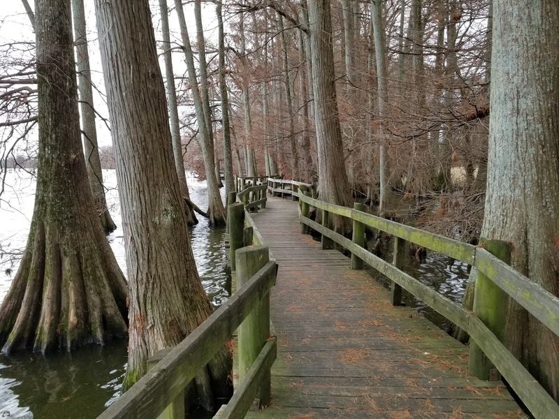 The Boardwalk Trail Over the Lake The Boardwalk Trail Over the Lake