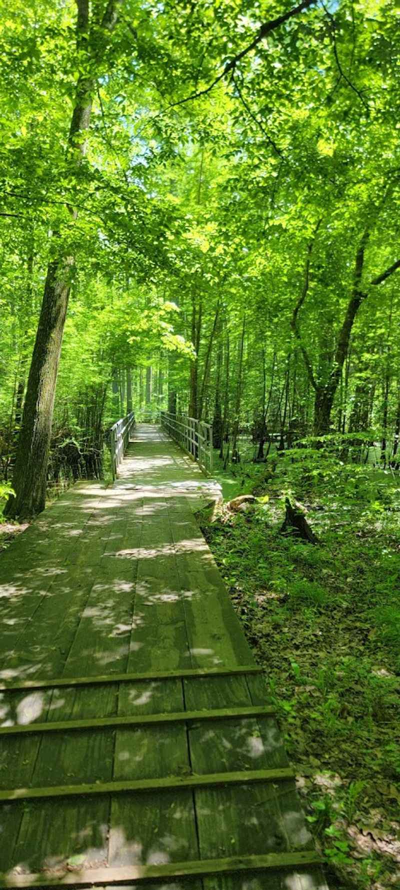 The Boardwalk at Heron Pond and Why It Feels Magical The Boardwalk at Heron Pond and Why It Feels Magical