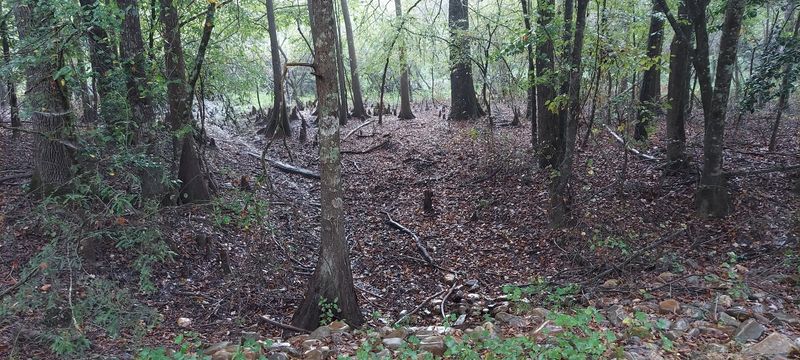 The Bottomland Hardwood Forest