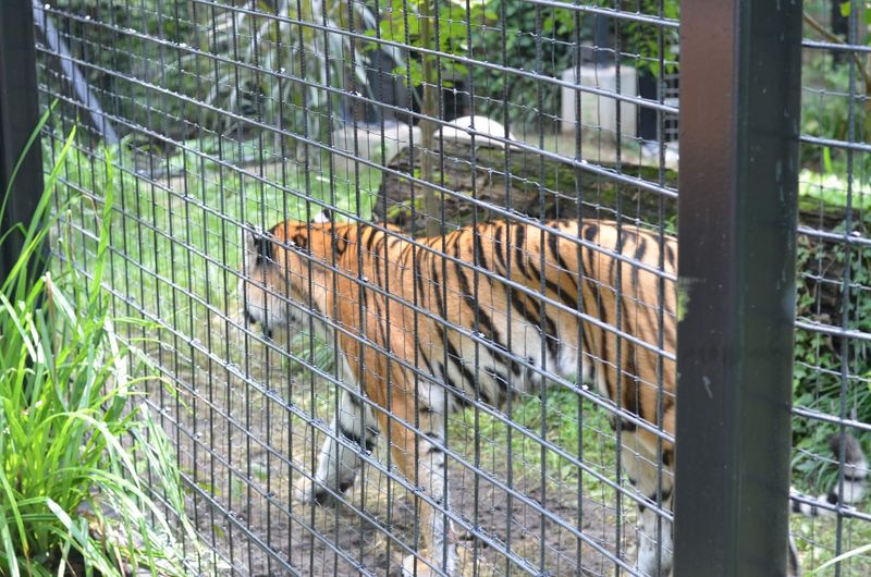 The Brandywine Zoo: A Wildlife Encounter Right Inside the Park