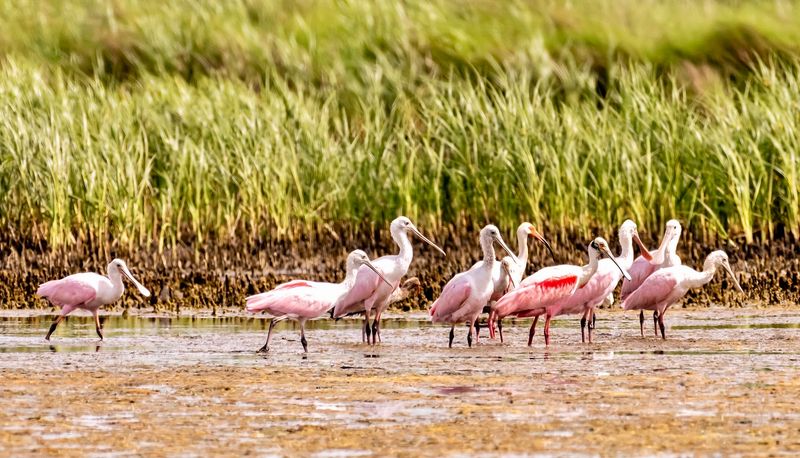 The Brazoria National Wildlife Refuge Nearby