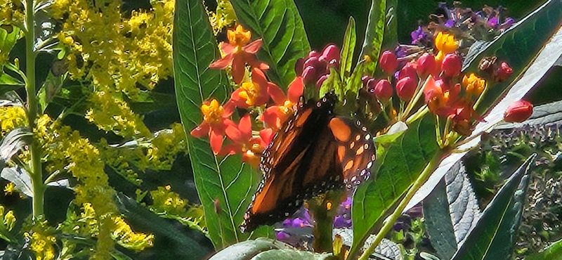 The Butterfly Garden and Native Plantings Worth Slowing Down For