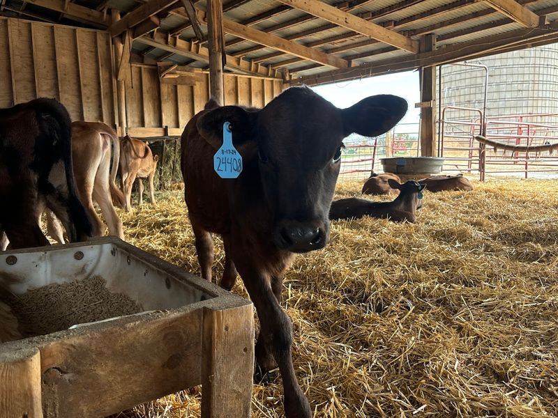 The Calf Barn Experience That Steals Every Visit