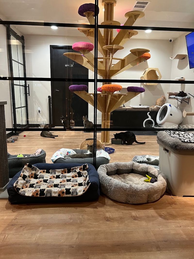 The Cat Lounge Experience