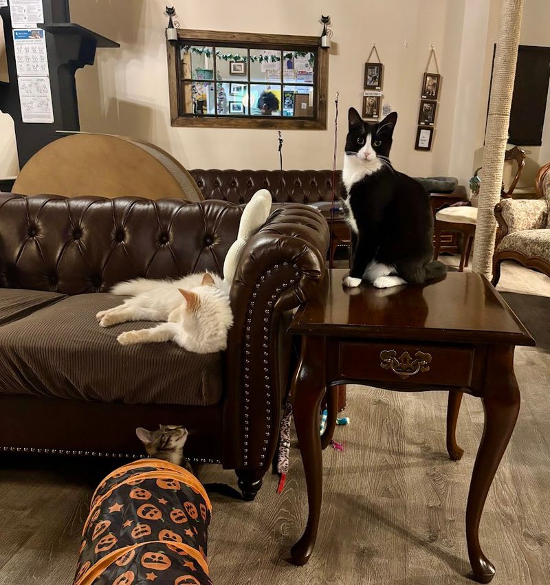 The Cat Room Designed Like a Living Room The Cat Room Designed Like a Living Room