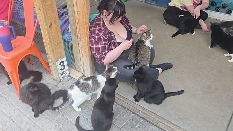 The Cats That Other Shelters Would Not Take The Cats That Other Shelters Would Not Take