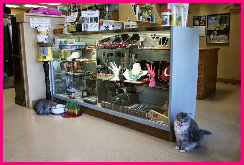 The Cats of the Store: Resident Felines Who Rule the Floor