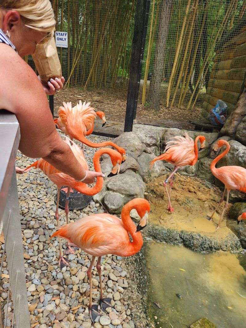 The Coming-Soon Penguin Exhibit