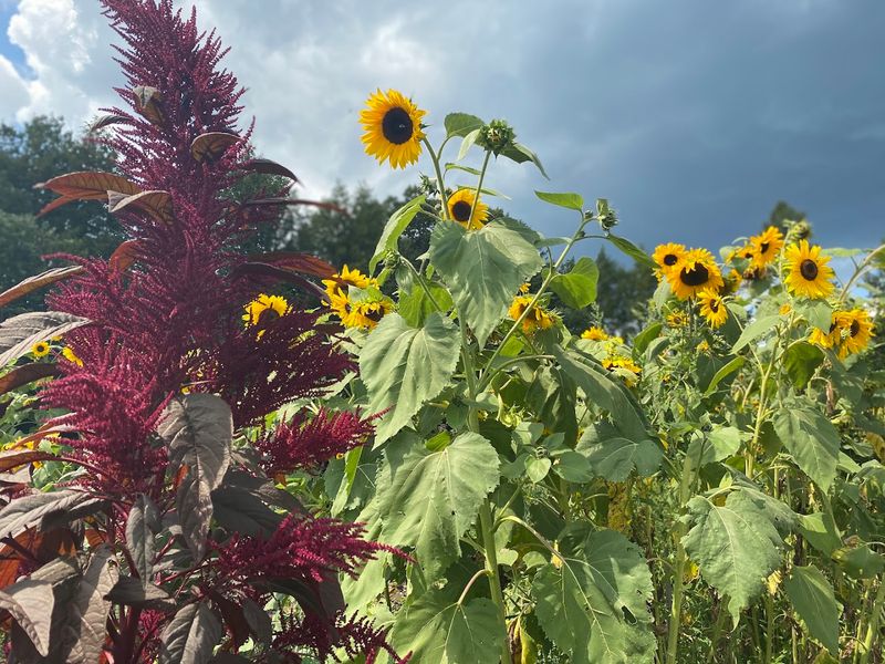 The Community Garden: Where Neighbors Grow Together The Community Garden: Where Neighbors Grow Together