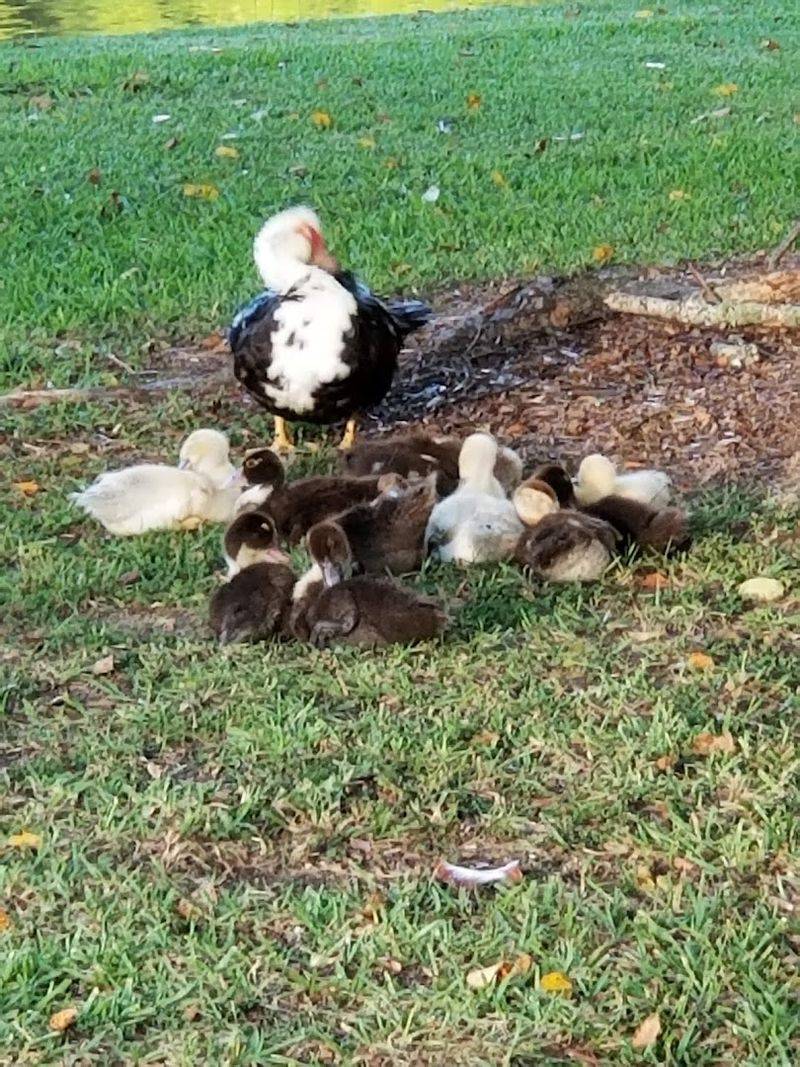 The Duck Pond and Wildlife The Duck Pond and Wildlife