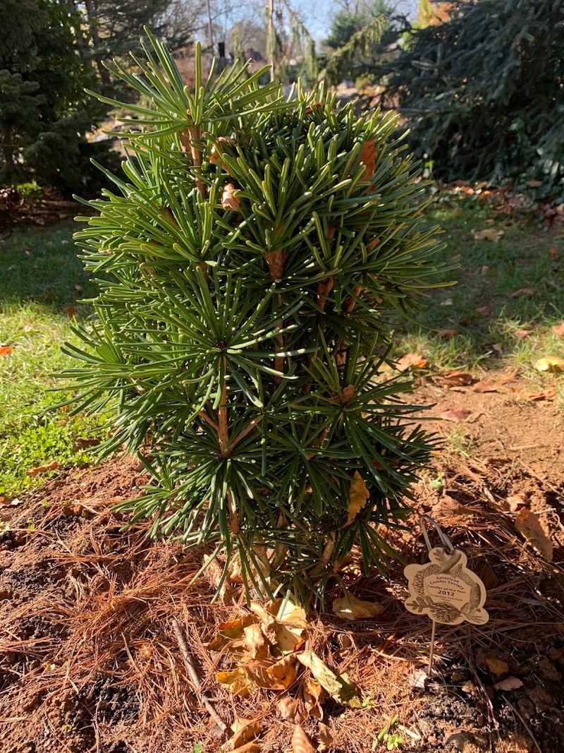 The Dwarf Conifer Garden That Surprises Everyone The Dwarf Conifer Garden That Surprises Everyone