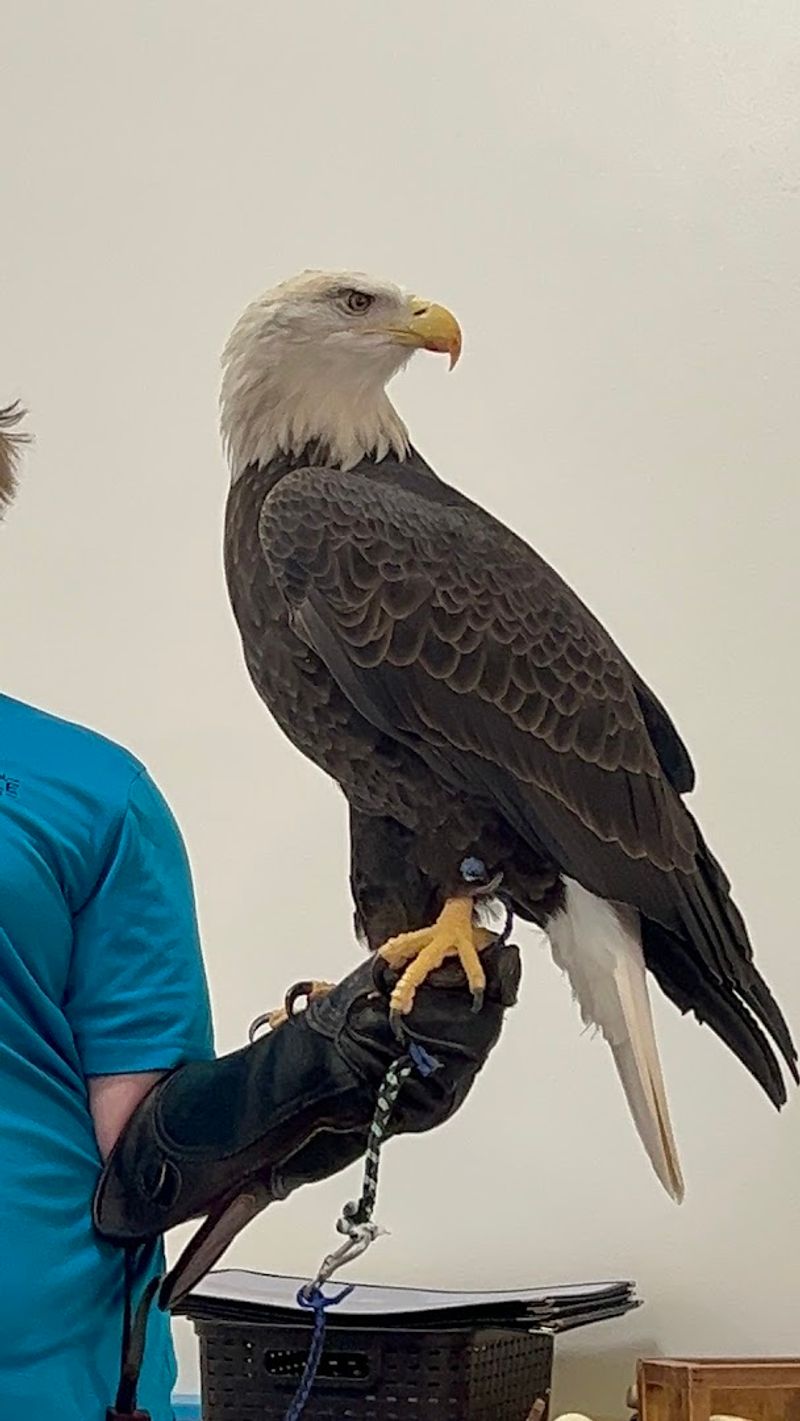 The Eagle Ambassadors Living at the Center
