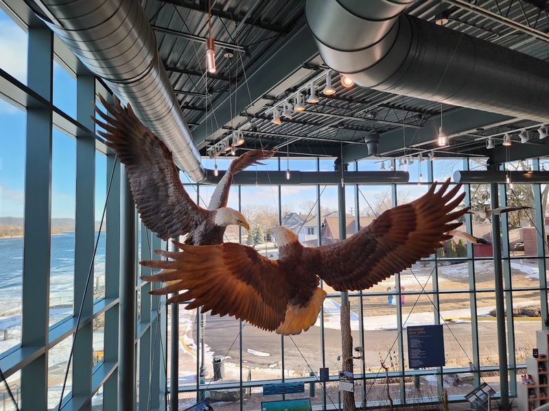 The Eagle Nest Display and Life Cycle Exhibit