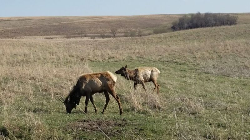 The Elk That Most Visitors Do Not Know About The Elk That Most Visitors Do Not Know About