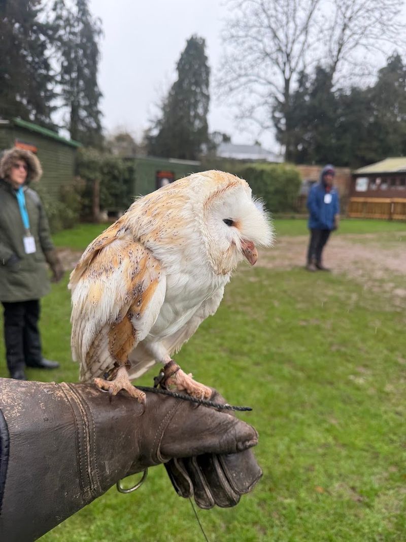 The Falconry Centre, Hagley, England