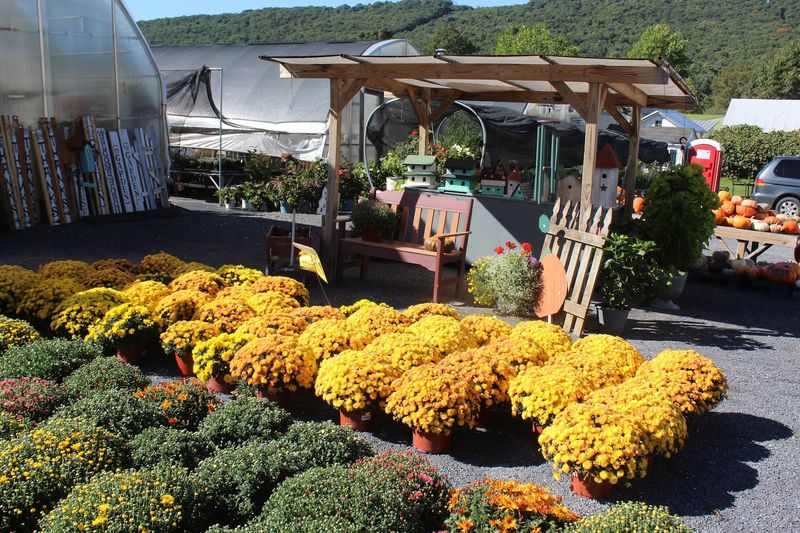 The Fall Mums That Signal the Season Has Changed The Fall Mums That Signal the Season Has Changed