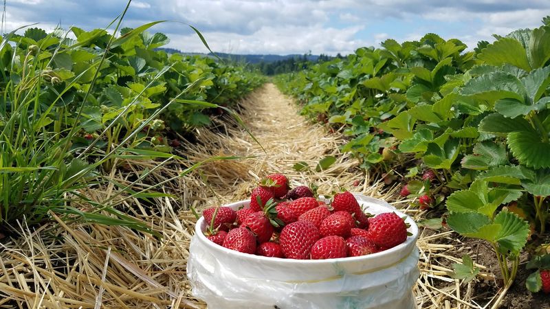 The Famous Hood Strawberry Fields