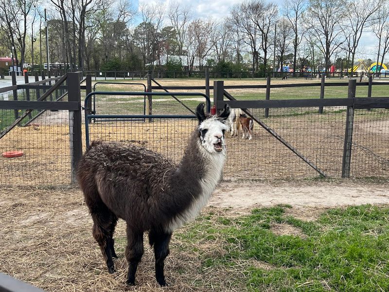The Farm Animal Encounters That Keep Everyone Talking