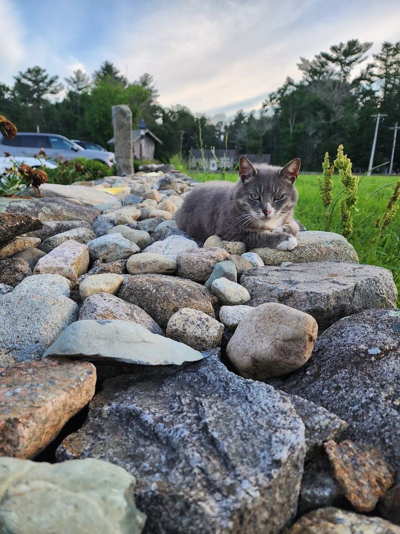The Farm Cat Named Boots