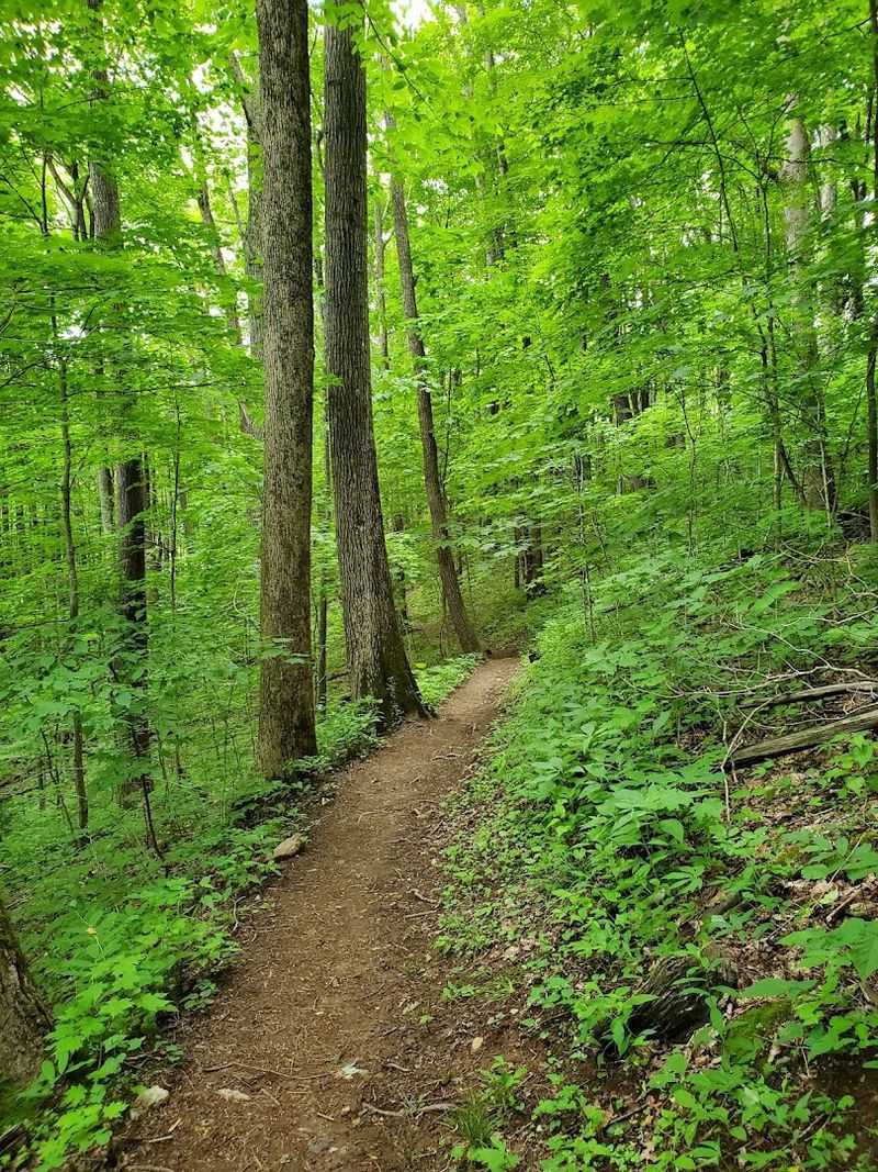 The First Mile: A Gentle Welcome Into the Forest