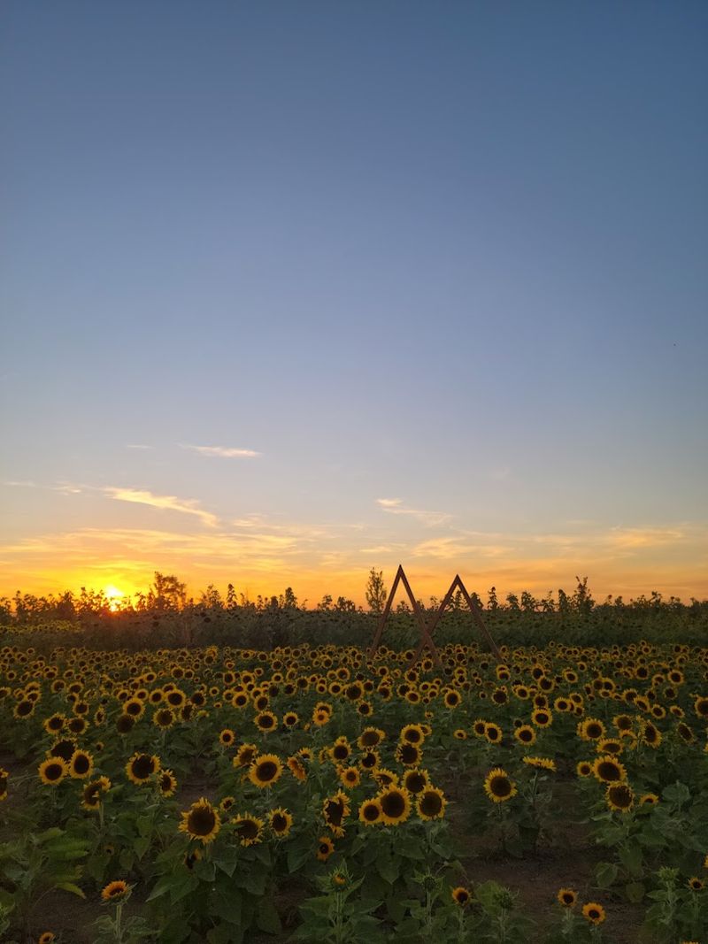 The Flower Field That Stops People Mid-Stride