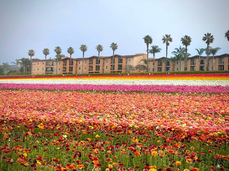 The Flower Fields, Carlsbad, California The Flower Fields, Carlsbad, California