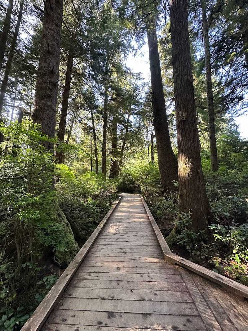 The Forest Canopy: Old Growth That Earns Its Name The Forest Canopy: Old Growth That Earns Its Name