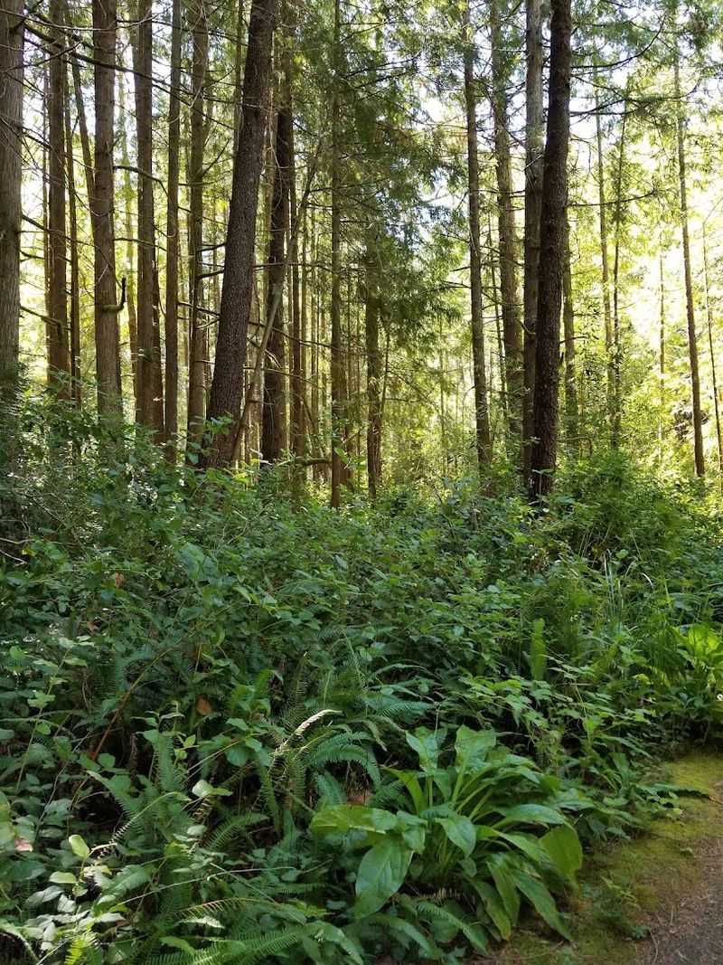 The Forest Path That Sets the Mood Before You Arrive The Forest Path That Sets the Mood Before You Arrive