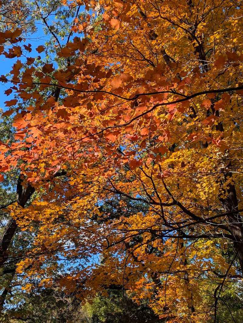 The Forest Through the Seasons