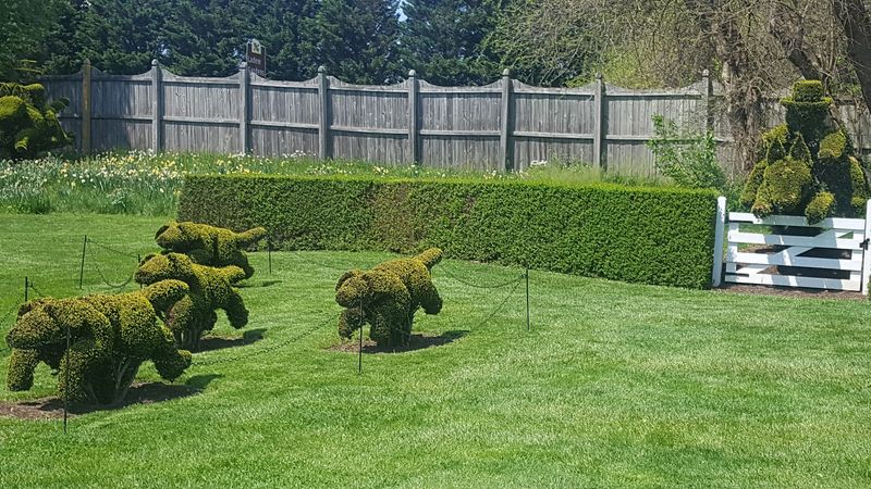 The Fox Hunt Topiary: Greenery Frozen in Motion