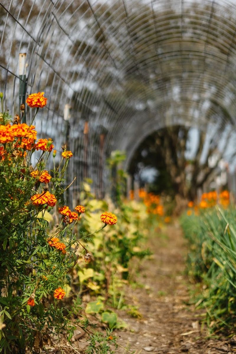 The Gardens That Frame the Whole Experience