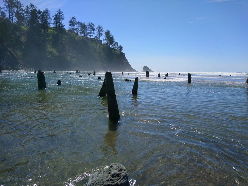 The Geology Behind the Ghost Forest Phenomenon The Geology Behind the Ghost Forest Phenomenon