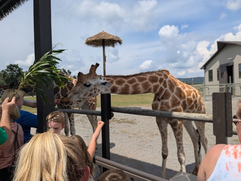 The Giraffe Encounter Worth Every Penny The Giraffe Encounter Worth Every Penny