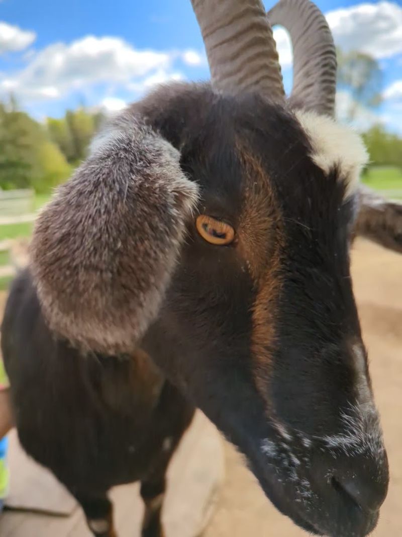 The Goats That Stole Every Visitor's Heart The Goats That Stole Every Visitor's Heart
