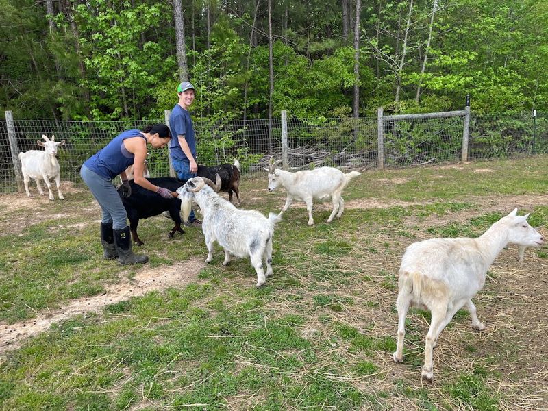 The Goats Who Inspect Your Handiwork The Goats Who Inspect Your Handiwork