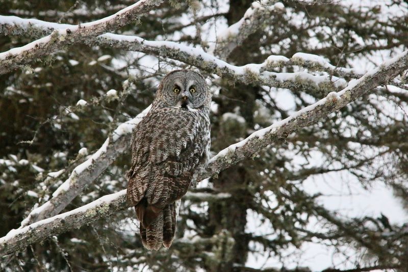 The Great Gray Owl and Why It Comes Here The Great Gray Owl and Why It Comes Here