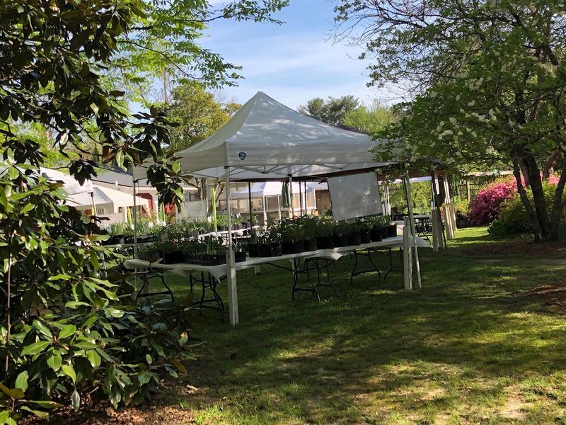 The Greenhouse and Plant Sale: A Gardener's Quiet Delight The Greenhouse and Plant Sale: A Gardener's Quiet Delight