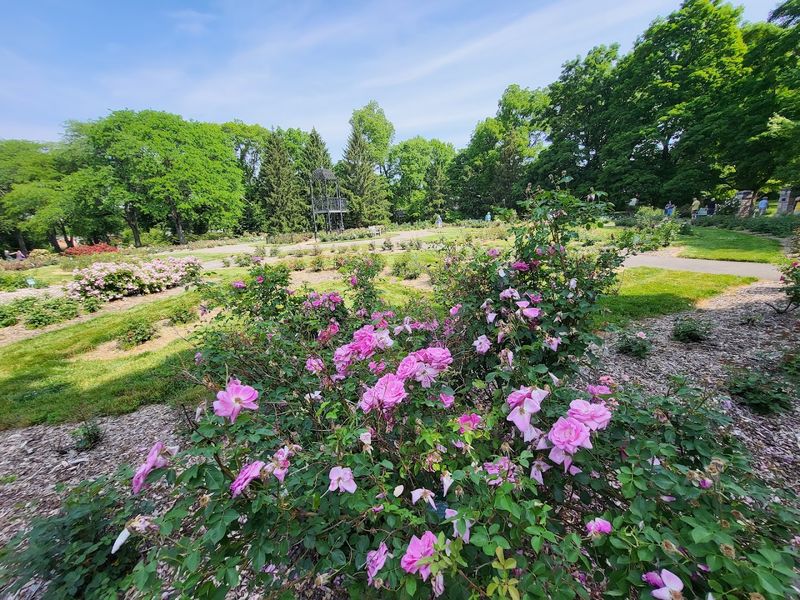 The Heritage Rose Garden Tells a Quiet Story The Heritage Rose Garden Tells a Quiet Story
