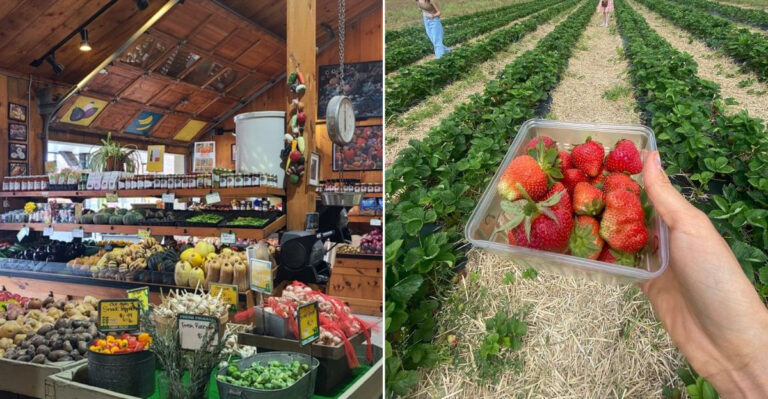 The Homemade Treats and Hidden Oddities That Make This Farm Market So Hard to Forget