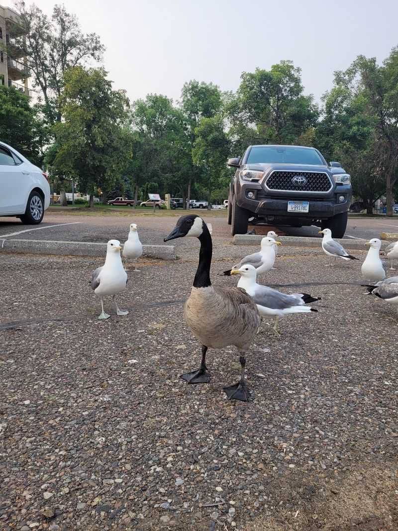 The Honker Hilton: The Park's Quirky Annual Waterfowl Tradition The Honker Hilton: The Park's Quirky Annual Waterfowl Tradition