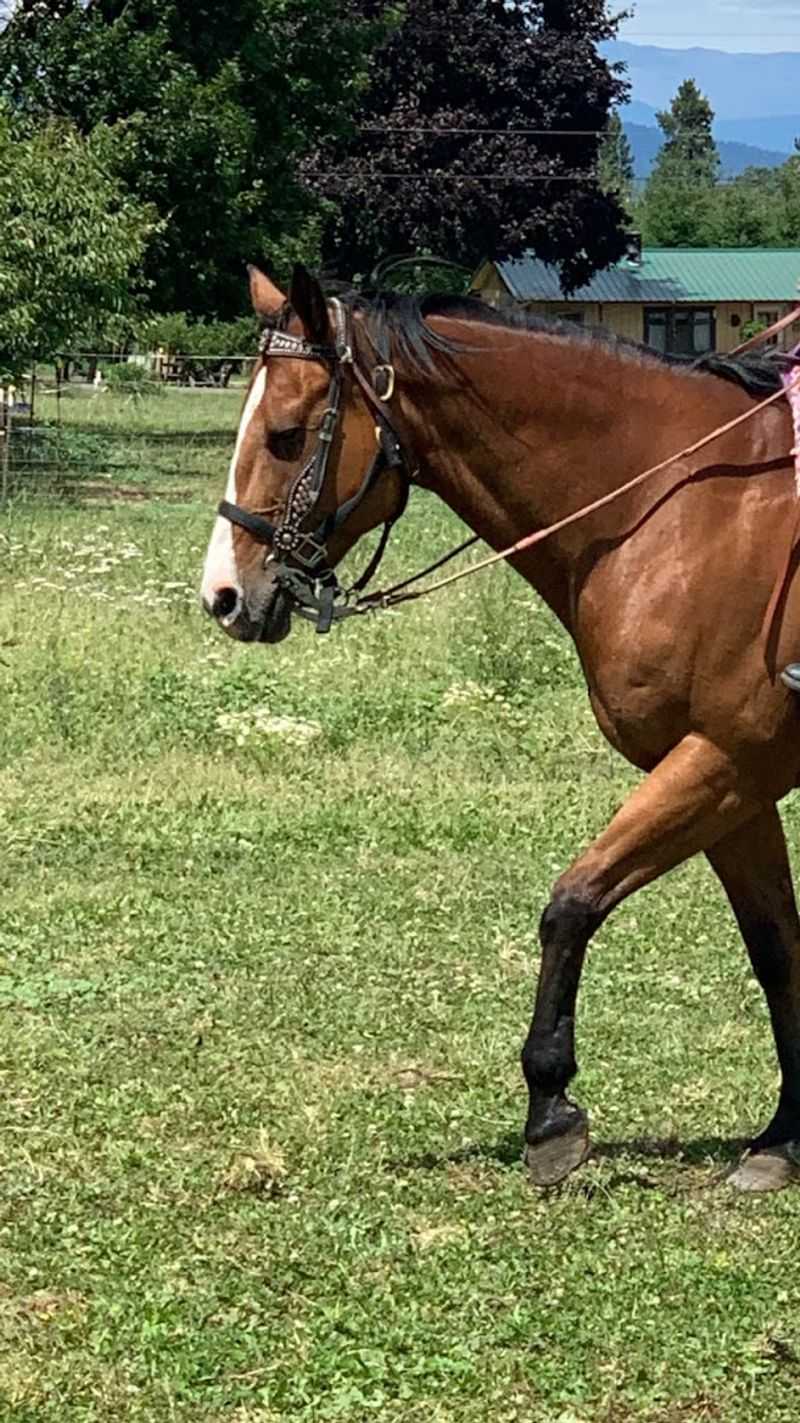 The Horses: Calm, Capable, and Surprisingly Charming